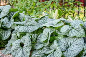 Brunnera 'Jack of Diamonds' 